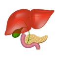 Bile ducts in the liver. Medical chart.